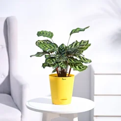 Peacock Plant