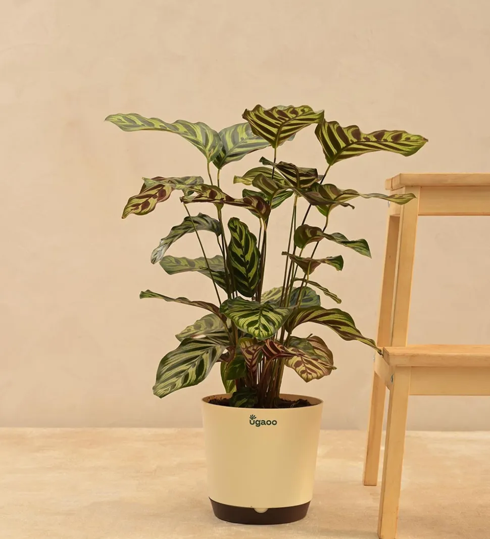 Peacock Plant