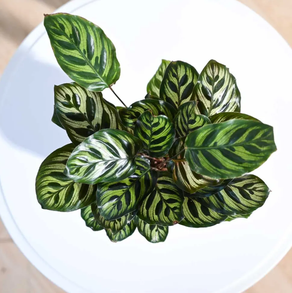 Peacock Plant