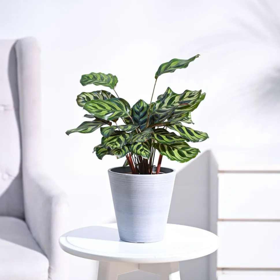 Peacock Plant