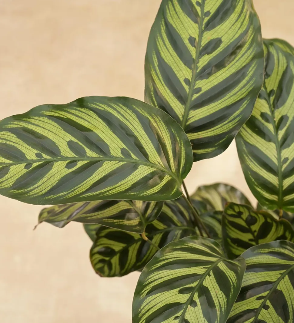 Peacock Plant