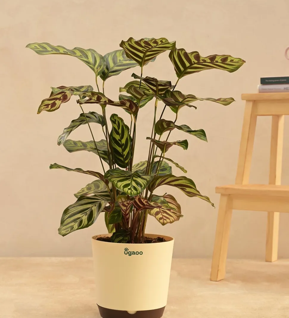 Peacock Plant