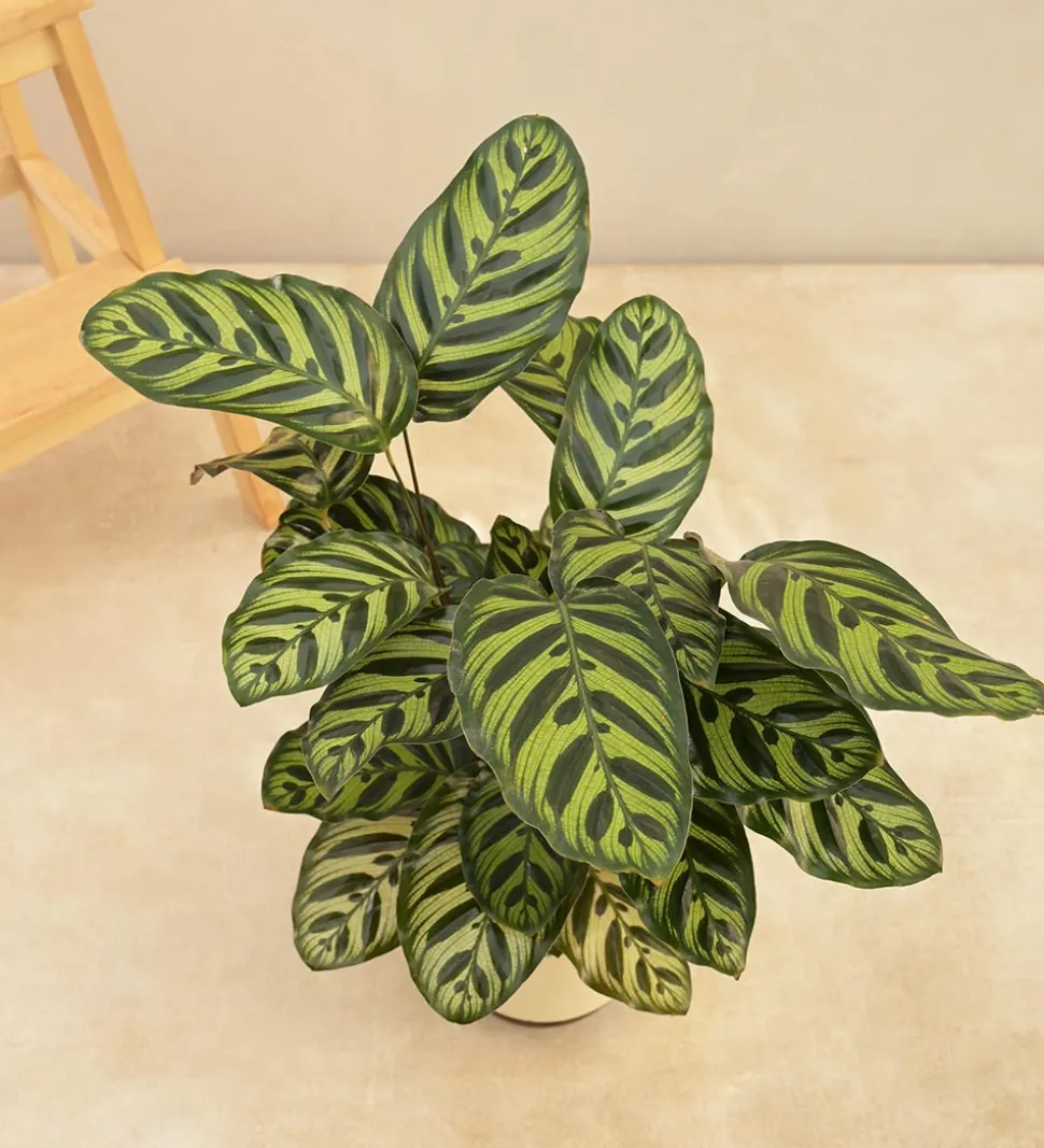 Peacock Plant
