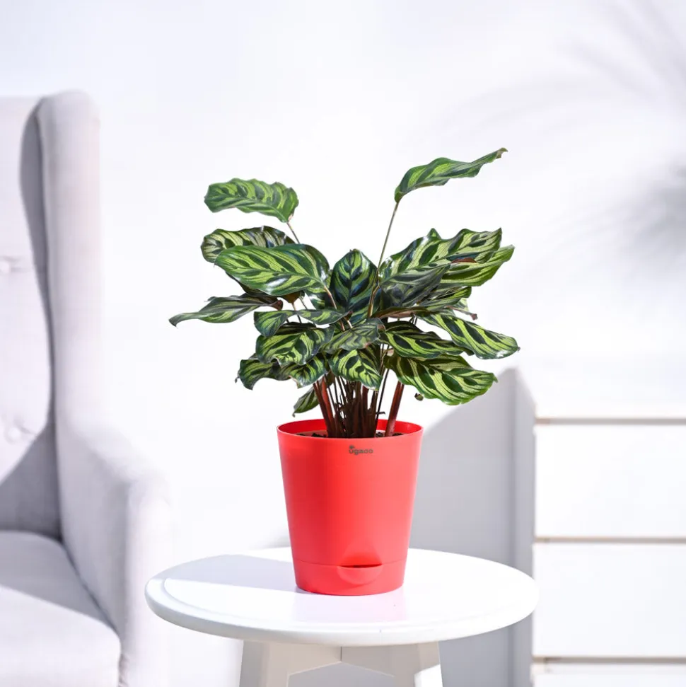 Peacock Plant