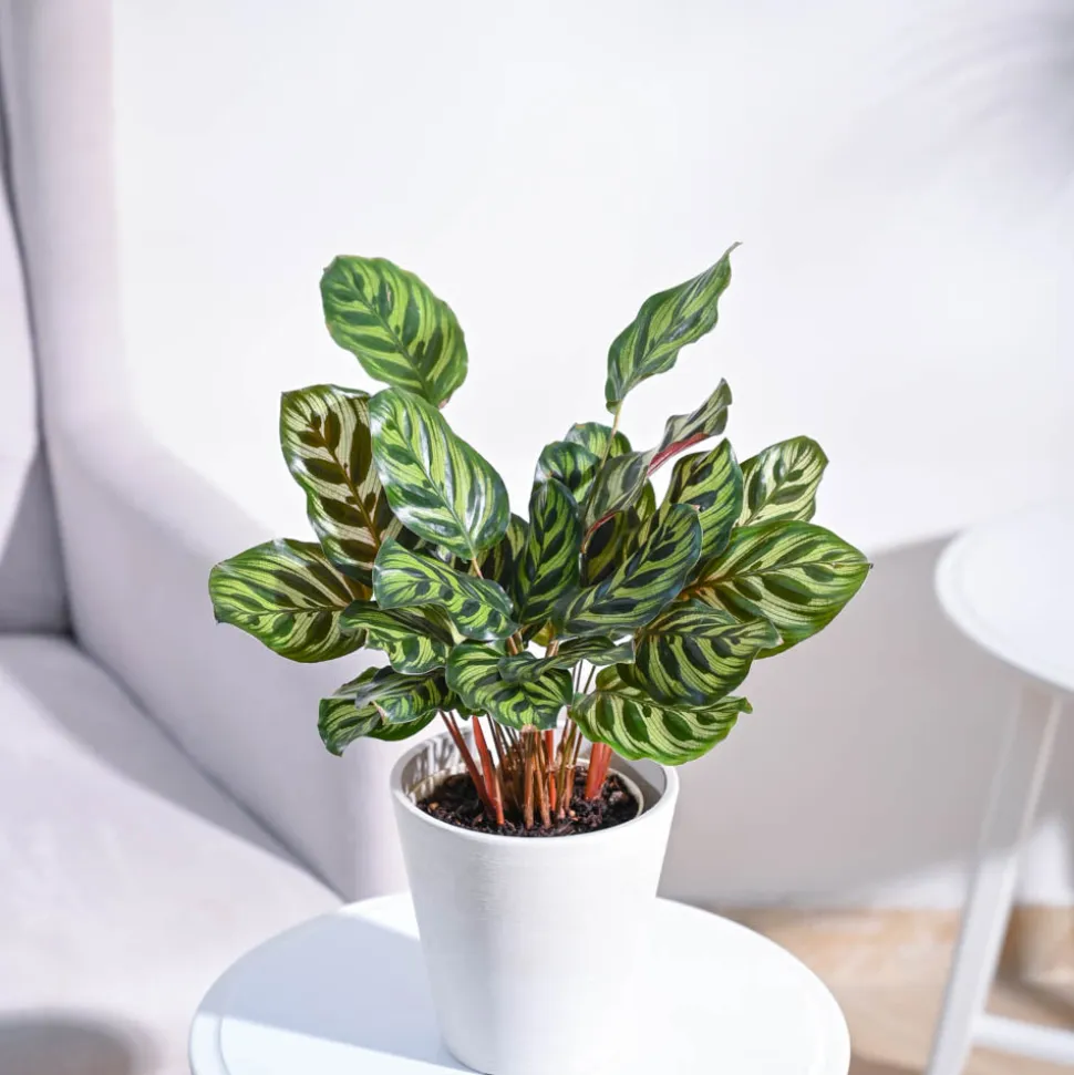 Peacock Plant