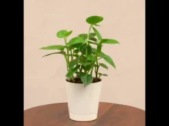 Peperomia Green Creeper Plant