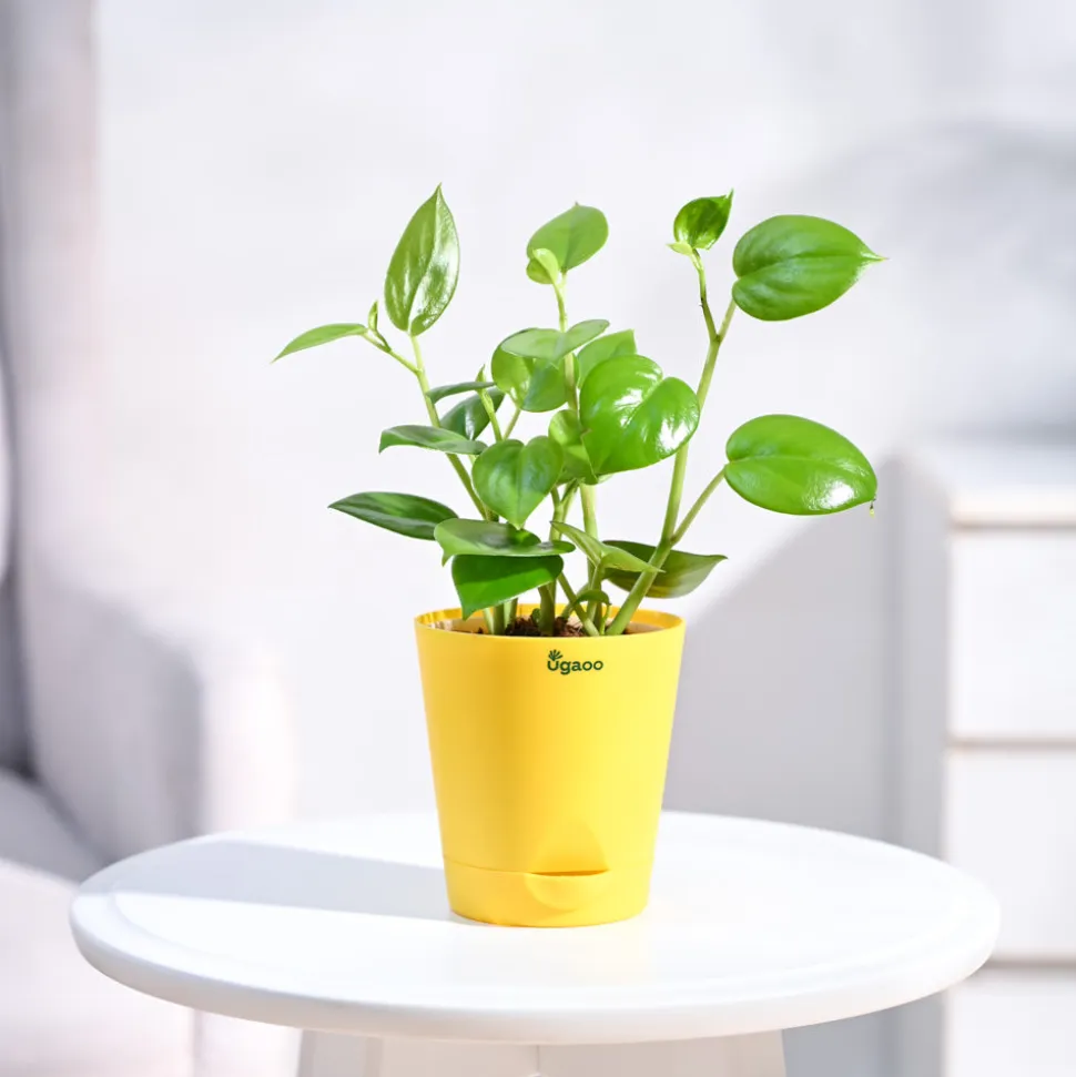 Peperomia Green Creeper Plant