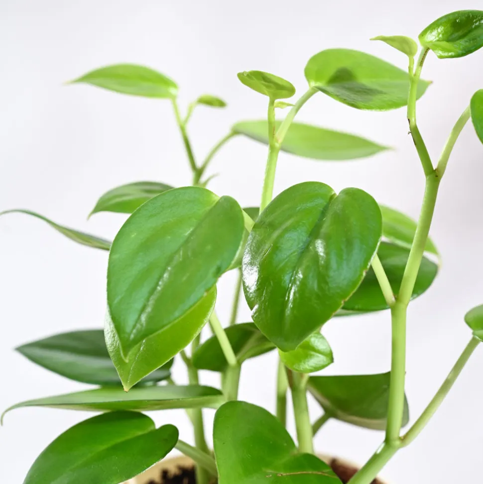 Peperomia Green Creeper Plant
