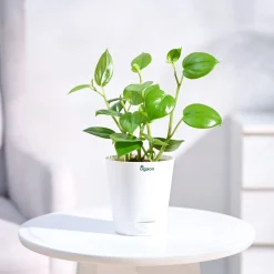 Peperomia Green Creeper Plant
