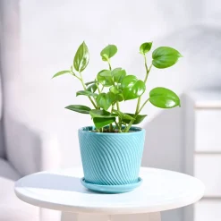 Peperomia Green Creeper Plant