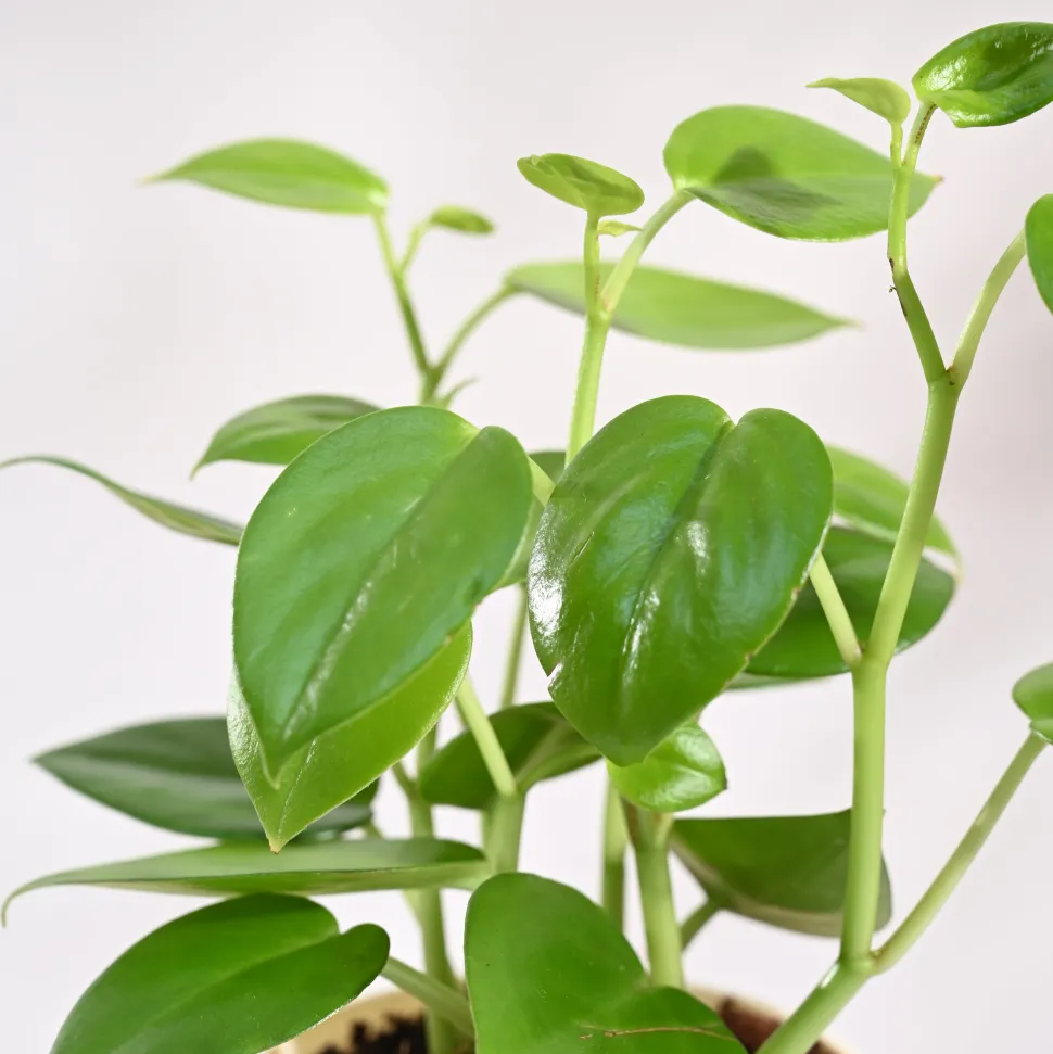 Peperomia Green Creeper Plant