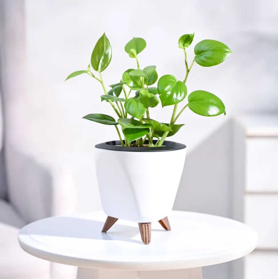 Peperomia Green Creeper Plant