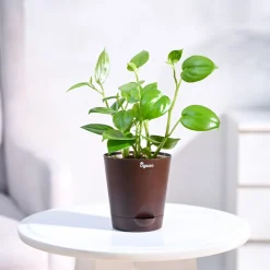 Peperomia Green Creeper Plant