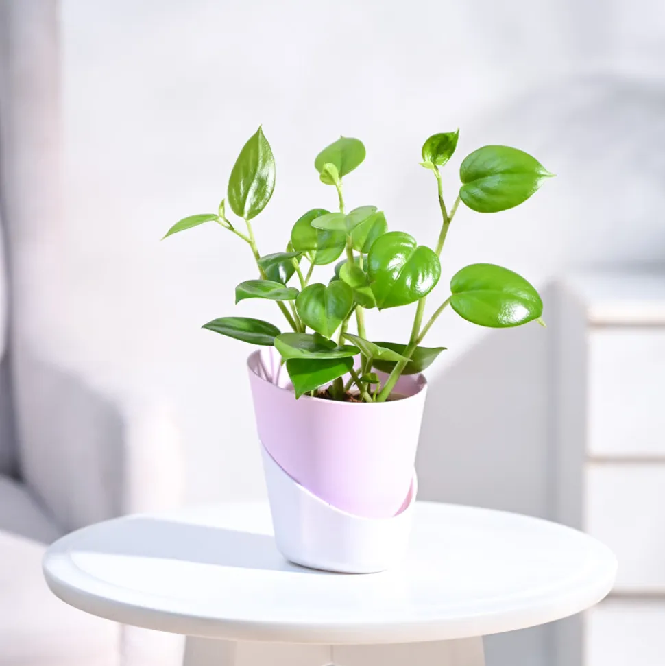 Peperomia Green Creeper Plant