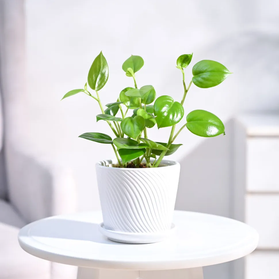 Peperomia Green Creeper Plant