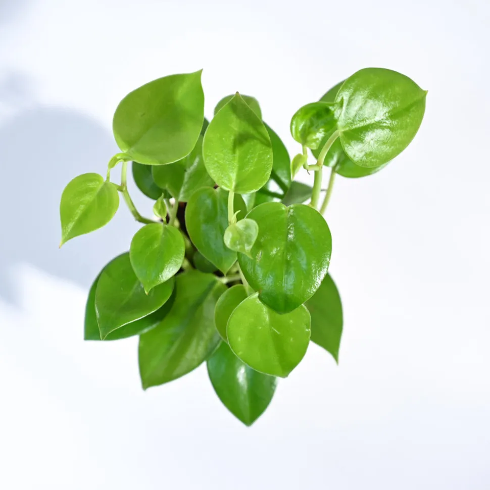 Peperomia Green Creeper Plant