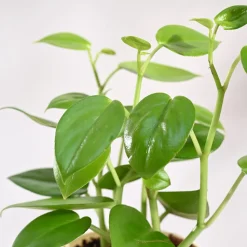 Peperomia Green Creeper Plant