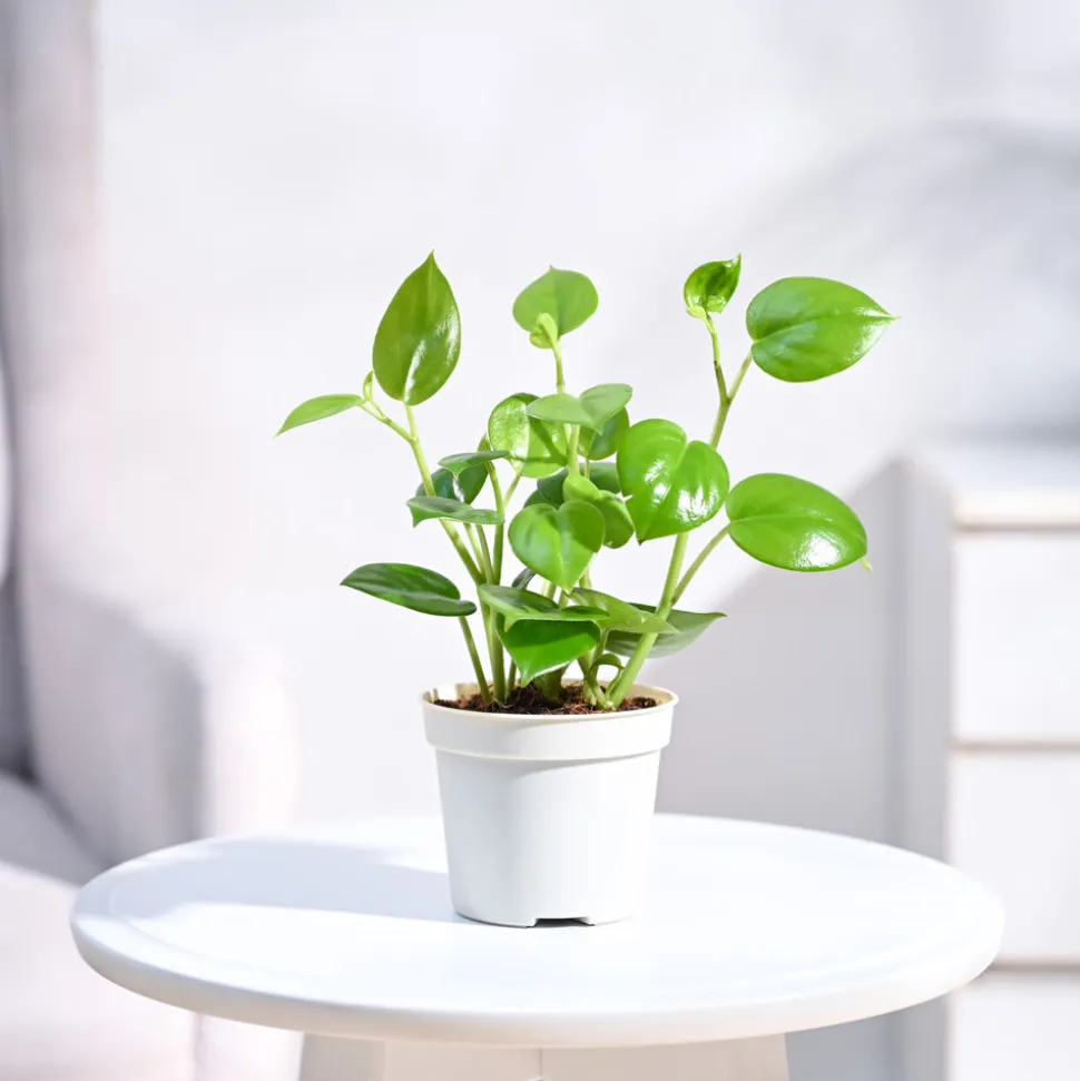Peperomia Green Creeper Plant