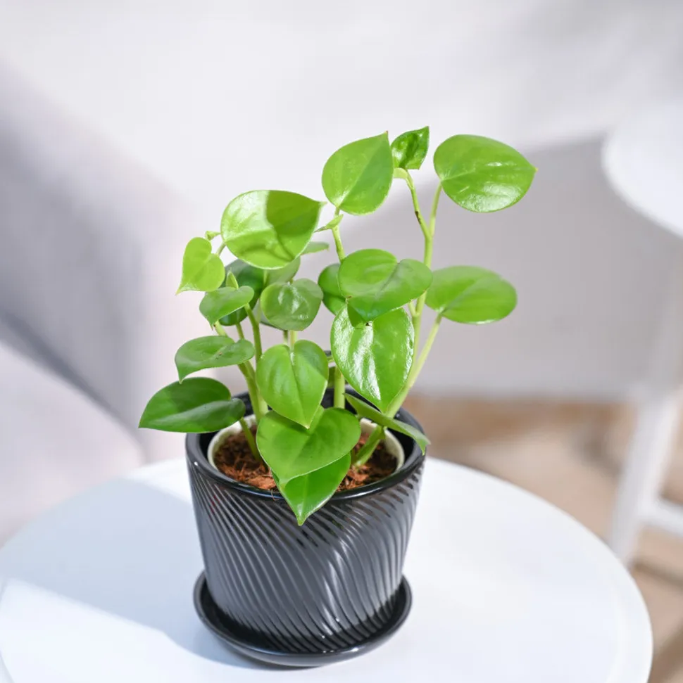 Peperomia Green Creeper Plant
