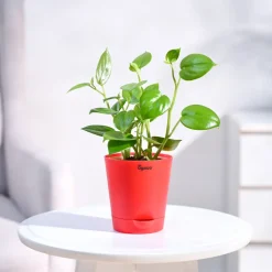 Peperomia Green Creeper Plant