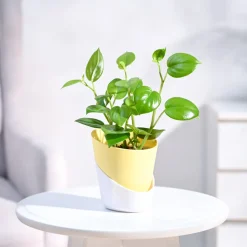 Peperomia Green Creeper Plant