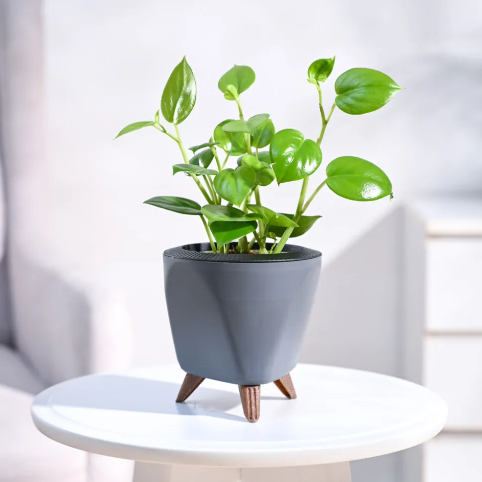 Peperomia Green Creeper Plant