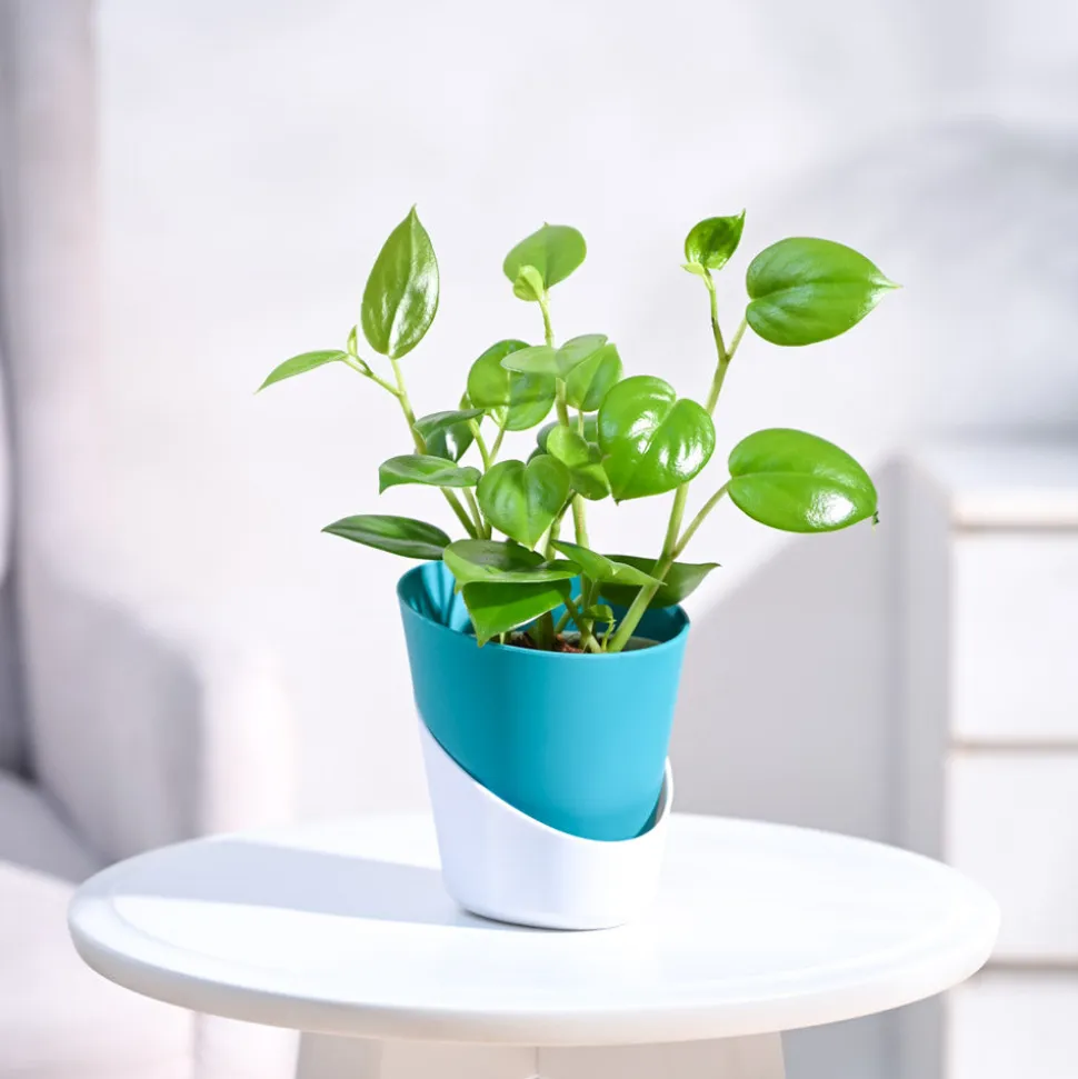 Peperomia Green Creeper Plant