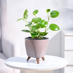 Peperomia Green Creeper Plant