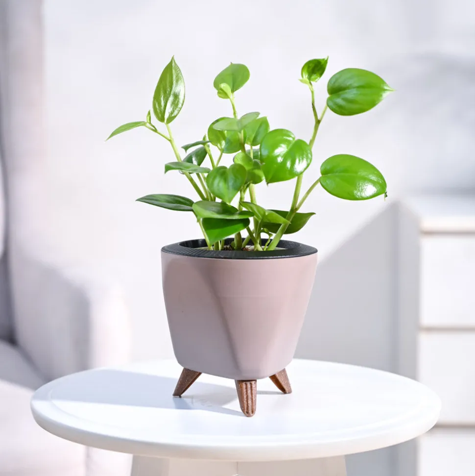 Peperomia Green Creeper Plant