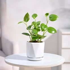 Peperomia Green Creeper Plant