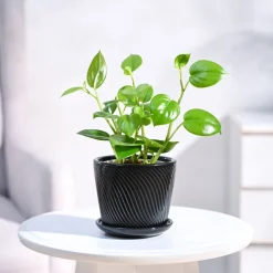 Peperomia Green Creeper Plant
