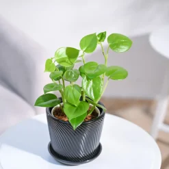 Peperomia Green Creeper Plant