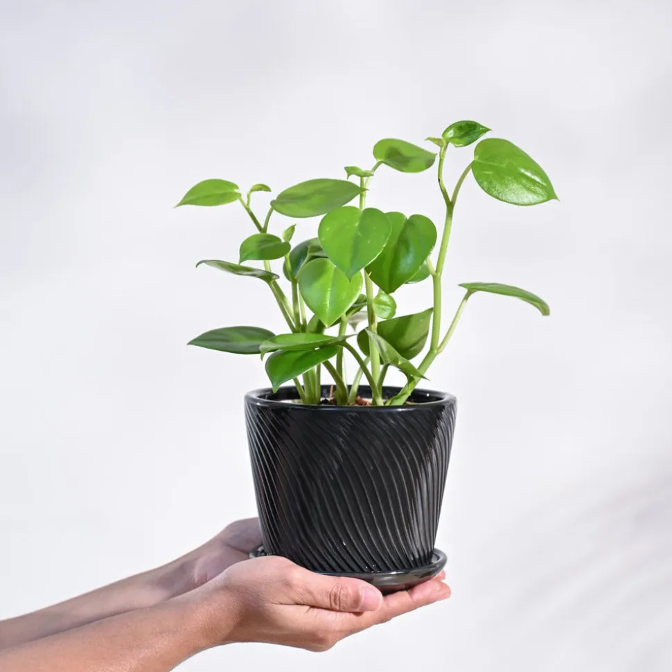 Peperomia Green Creeper Plant