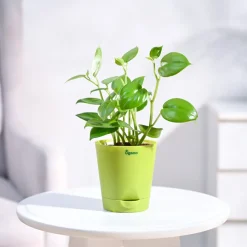 Peperomia Green Creeper Plant