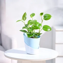 Peperomia Green Creeper Plant