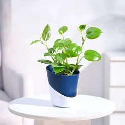 Peperomia Green Creeper Plant