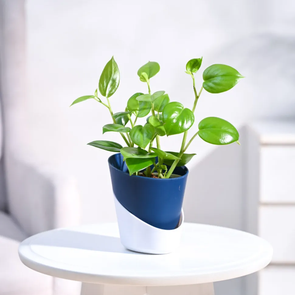 Peperomia Green Creeper Plant