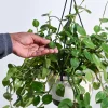 Peperomia Green Creeper with Hanging Planter