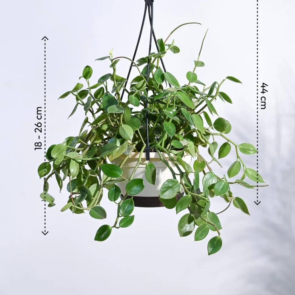 Peperomia Green Creeper with Hanging Planter