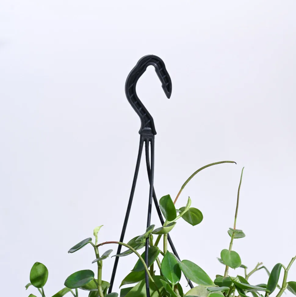 Peperomia Green Creeper with Hanging Planter