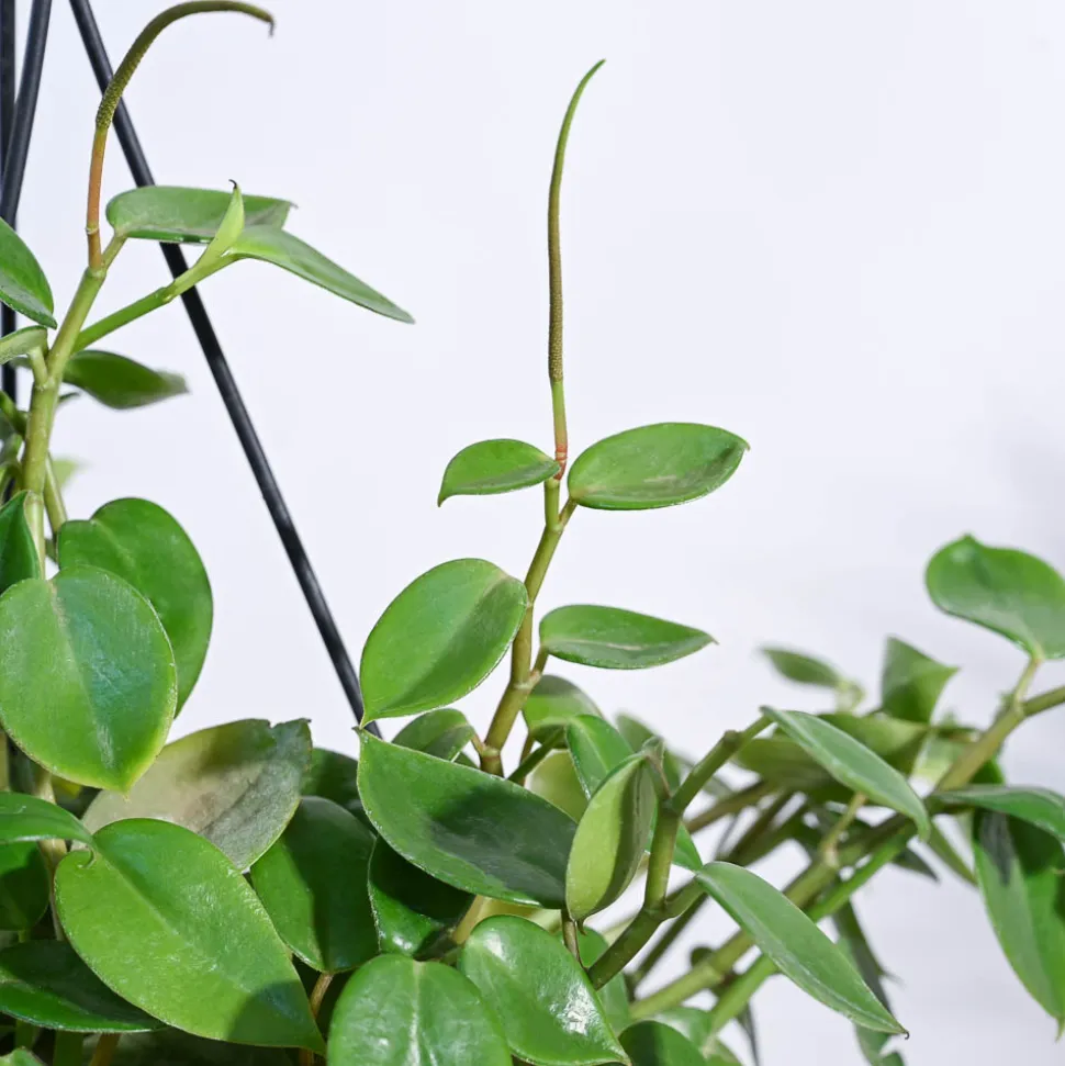 Peperomia Green Creeper with Hanging Planter