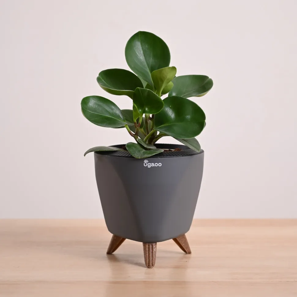 Peperomia Green Plant