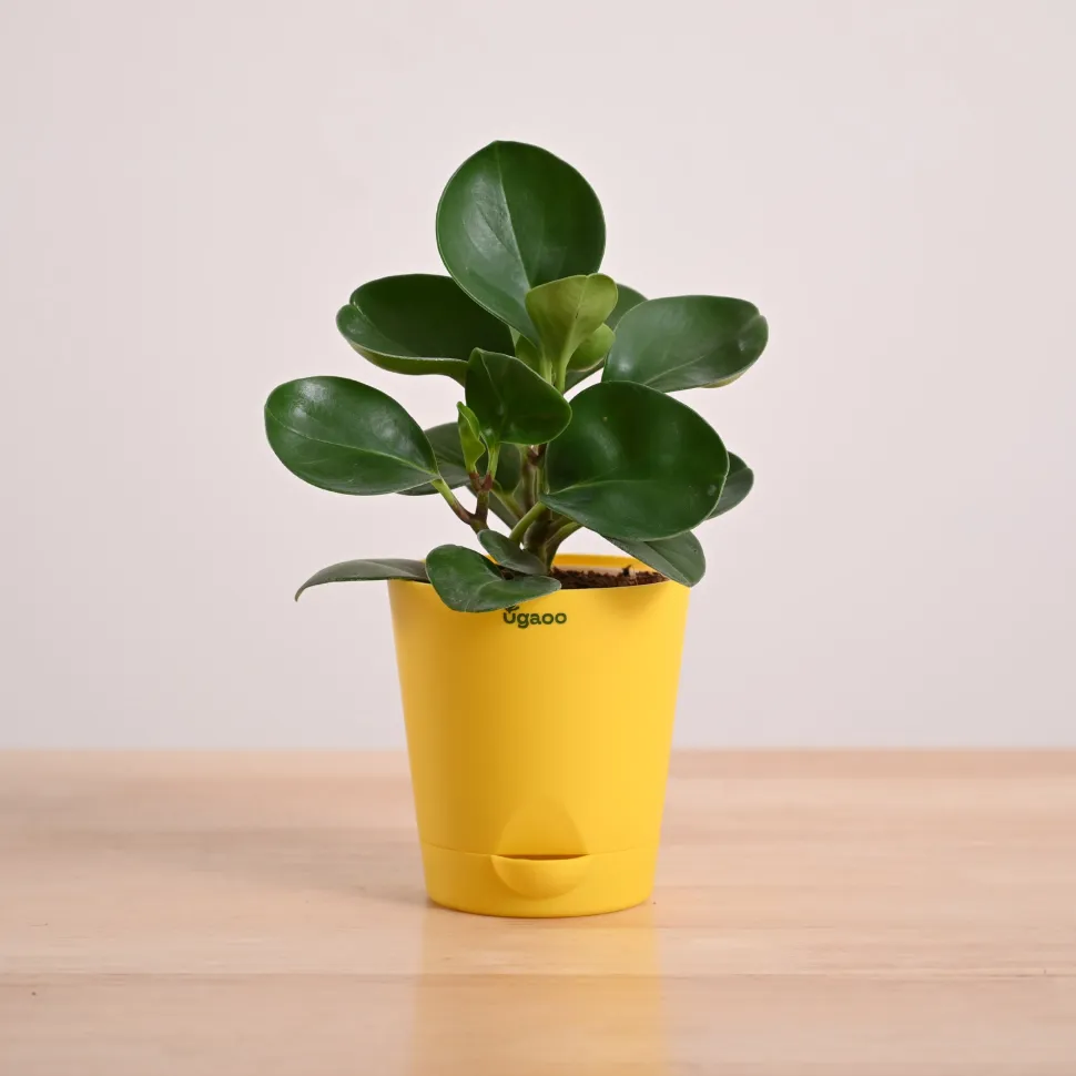 Peperomia Green Plant