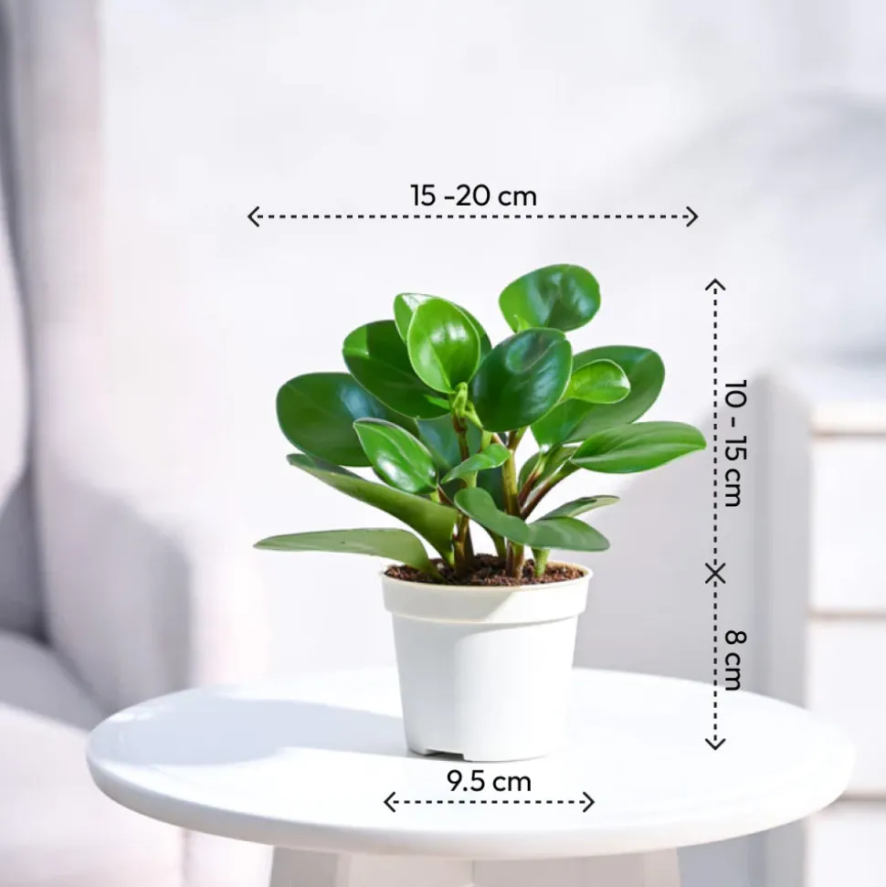 Peperomia Green Plant