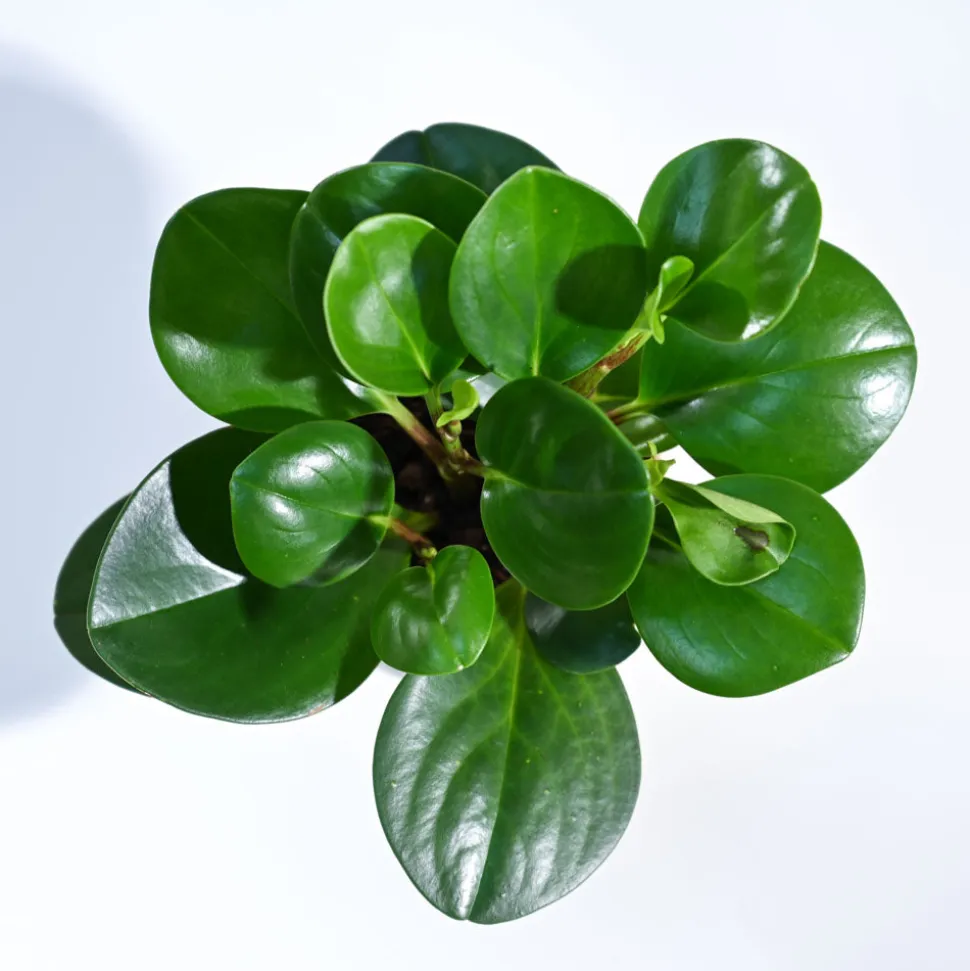 Peperomia Green Plant