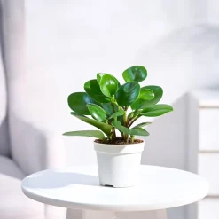 Peperomia Green Plant