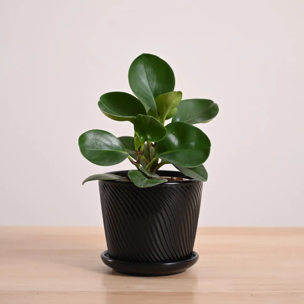 Peperomia Green Plant