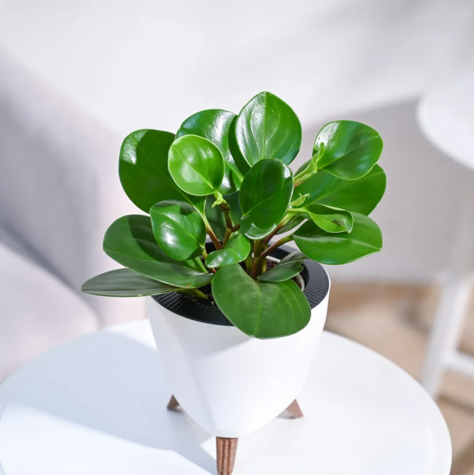 Peperomia Green Plant