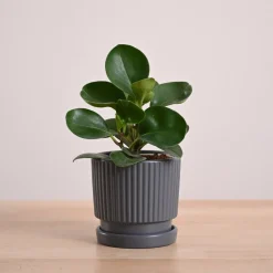 Peperomia Green Plant