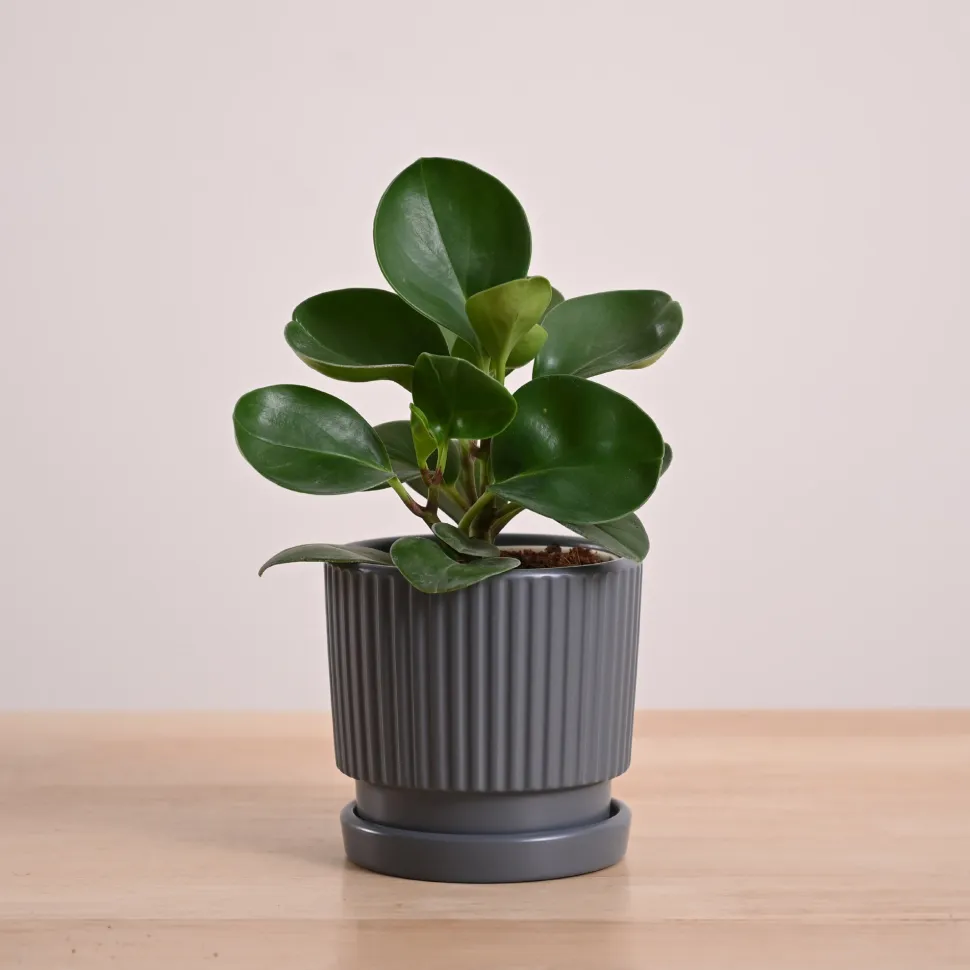 Peperomia Green Plant